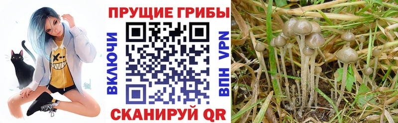 Галлюциногенные грибы мухоморы  Короча 